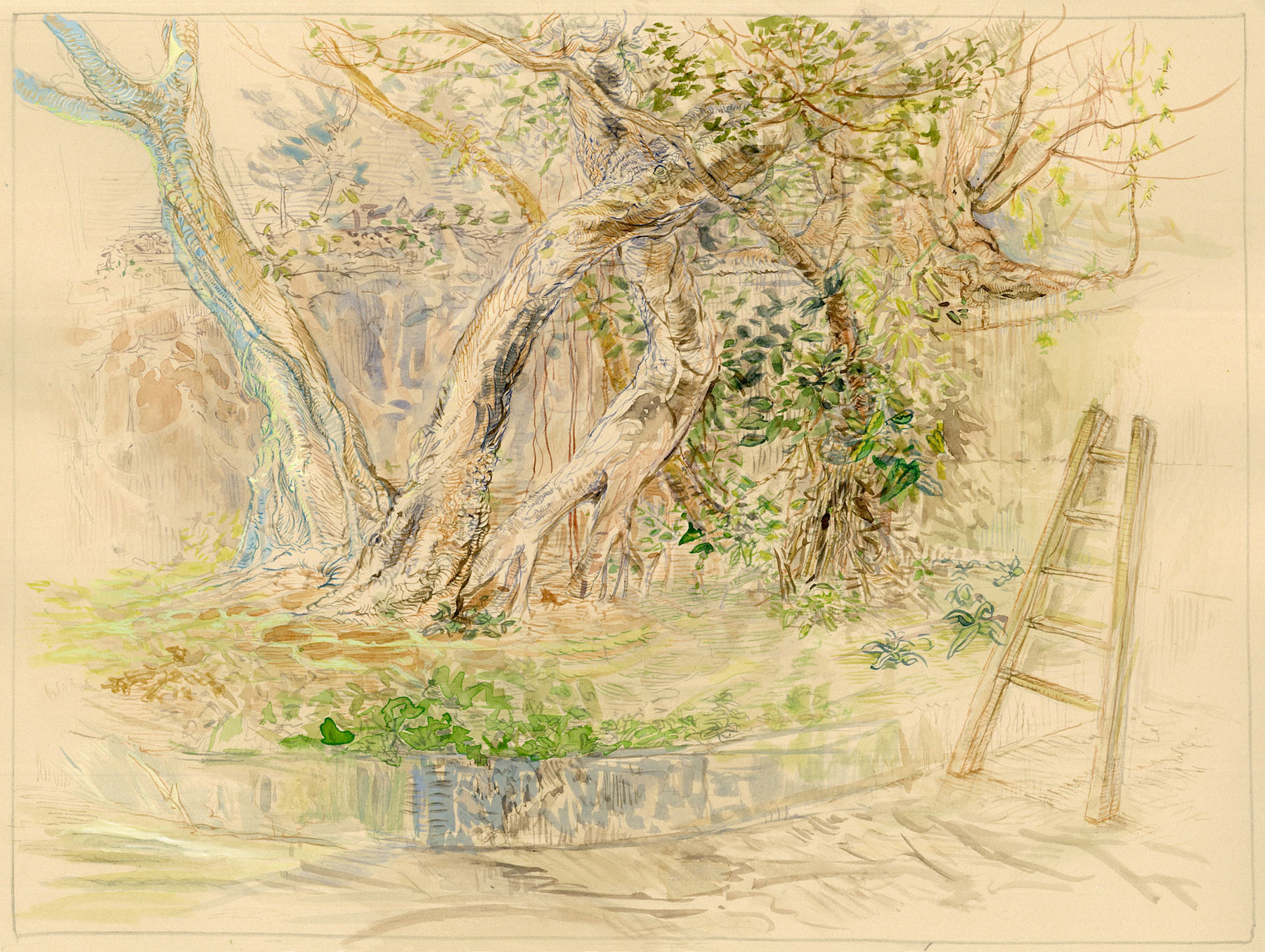 Alex Confer - Study of Trees, Hong Kong, 2017