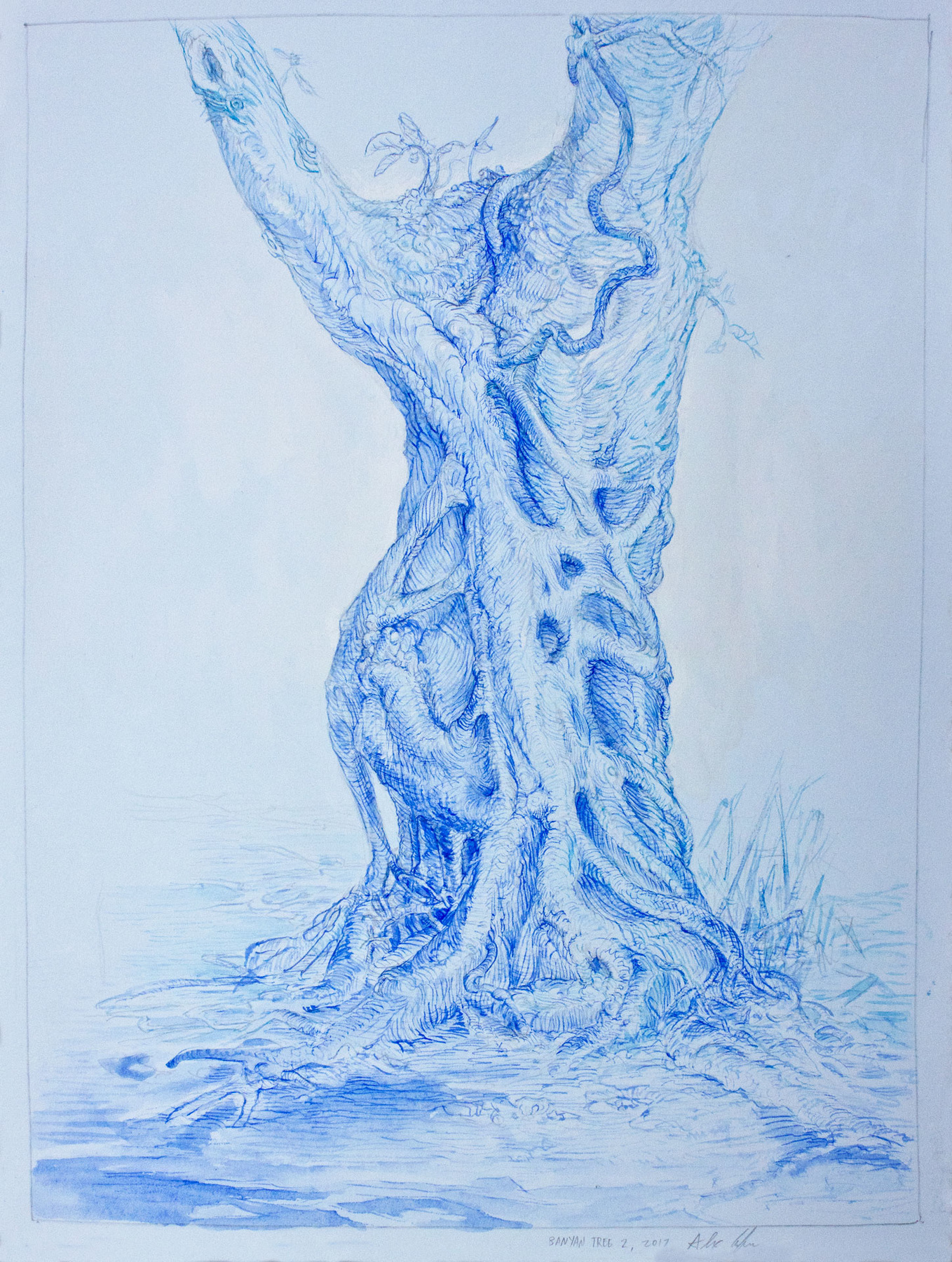 Alex Confer - Banyan Tree, 2017